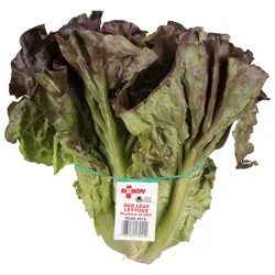 Red Leaf Lettuce
