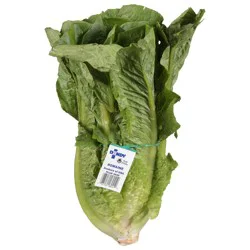 Dandy Romaine Lettuce