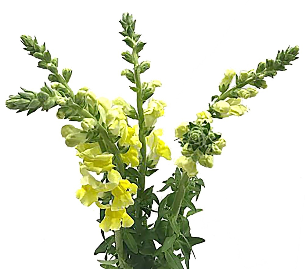 slide 1 of 1, Snapdragon Bouquet, 5 ct