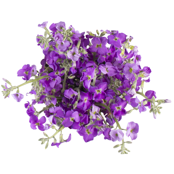 slide 1 of 1, D.I.Y. Stock (Colors May Vary), 1 ct