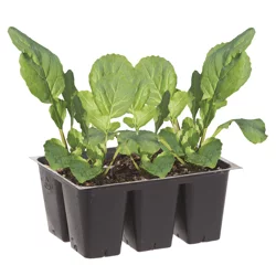 Bonnie Plants Arugula