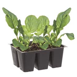 Bonnie Plants Arugula