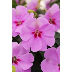 New Guinea Impatiens