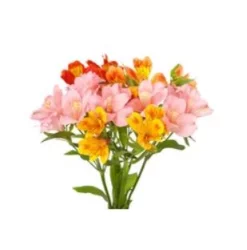 Consumer Alstroemeria 5 Stems