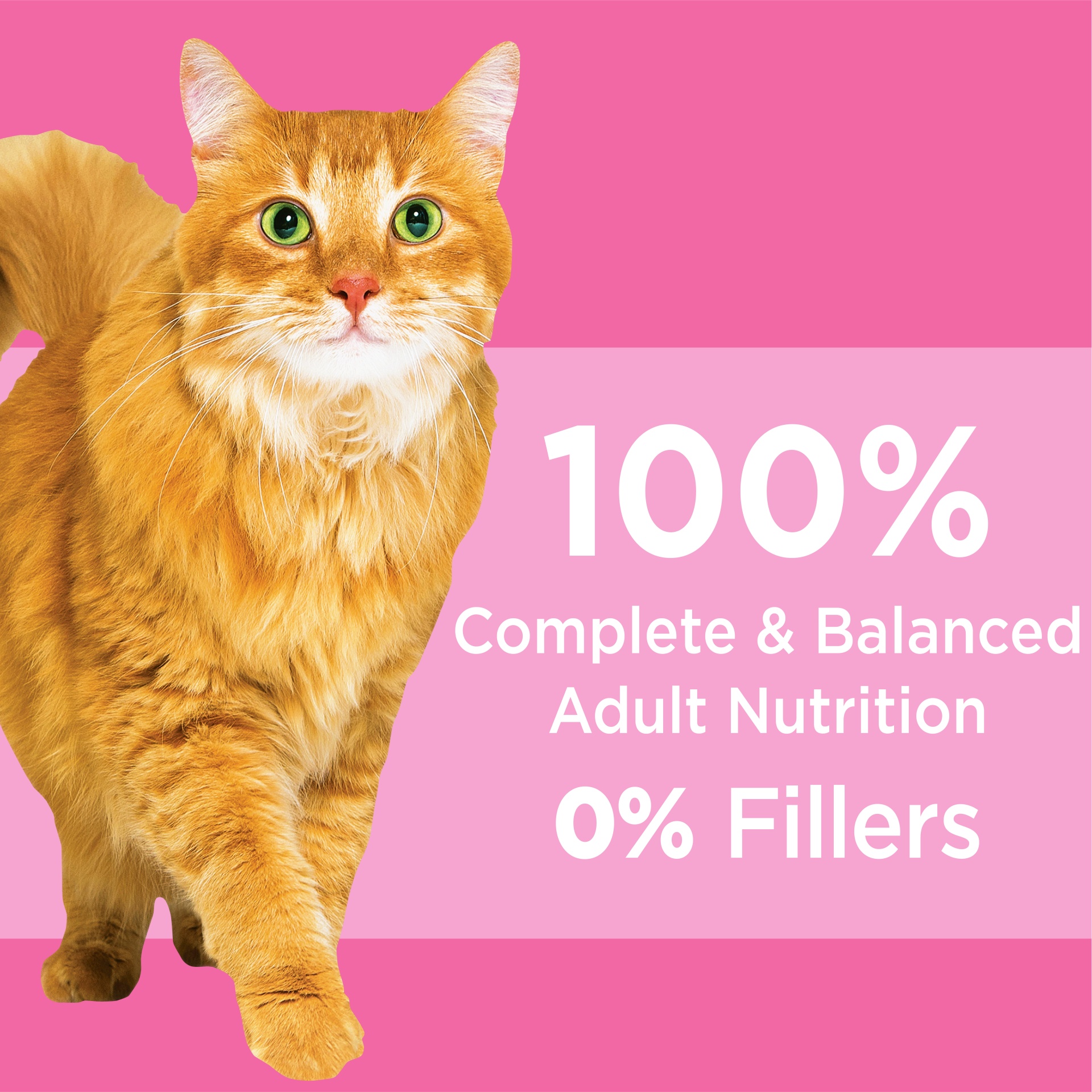 Iams Proactive Health Adult Sensitive Digestion And Skin Dry Cat Food With Turkey Cat Kibble 3 Lb 6059