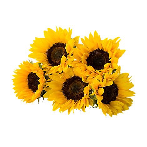 slide 1 of 1, Signature SELECT 5 Stem Sunflower - Each, 1 ct