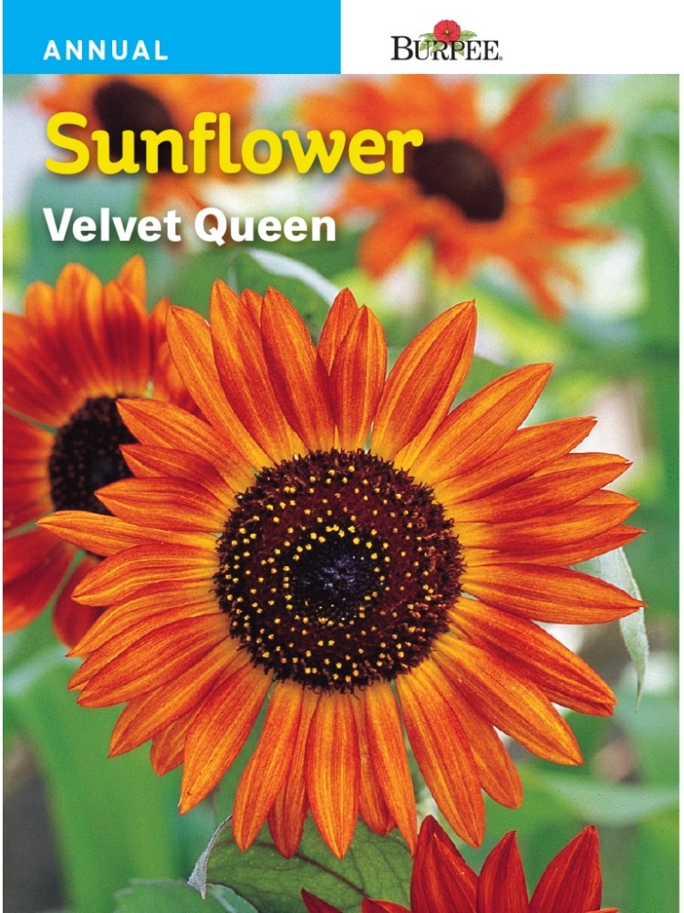 slide 1 of 1, Burpee Velvet Queen Seeds - Multi-Color, 800 mg