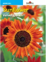 Burpee Velvet Queen Seeds - Multi-Color