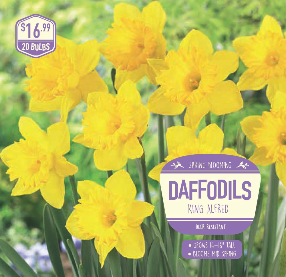 slide 1 of 1, Daffodil King Alfred, 20 ct, 20 ct