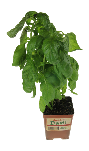 slide 1 of 1, Graddy's Basil Plant, 1 ct