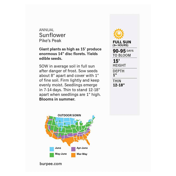 slide 4 of 5, Burpee Sunflower Pike's Peak Hybrid Seeds, 1 ct