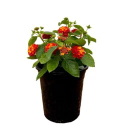 Lantana Hot Blooded Red