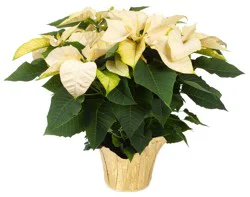 White Poinsettias
