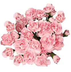 Mini Carnations Bunch