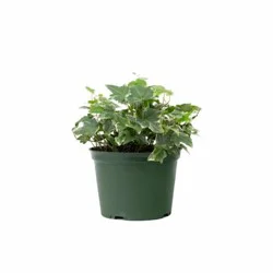 Assorted 4'' Ivy Pot Cover