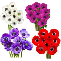 Central Market Anemones, Colors Vary