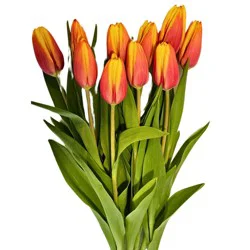 BLOOMS by H-E-B Tulips 10-Stem Bunch - Assorted