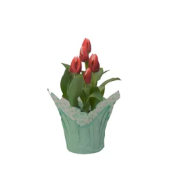 Tulip potted in a 6 inch pot