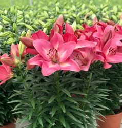 Lily L-A Hybrid Summer Sky 10.0