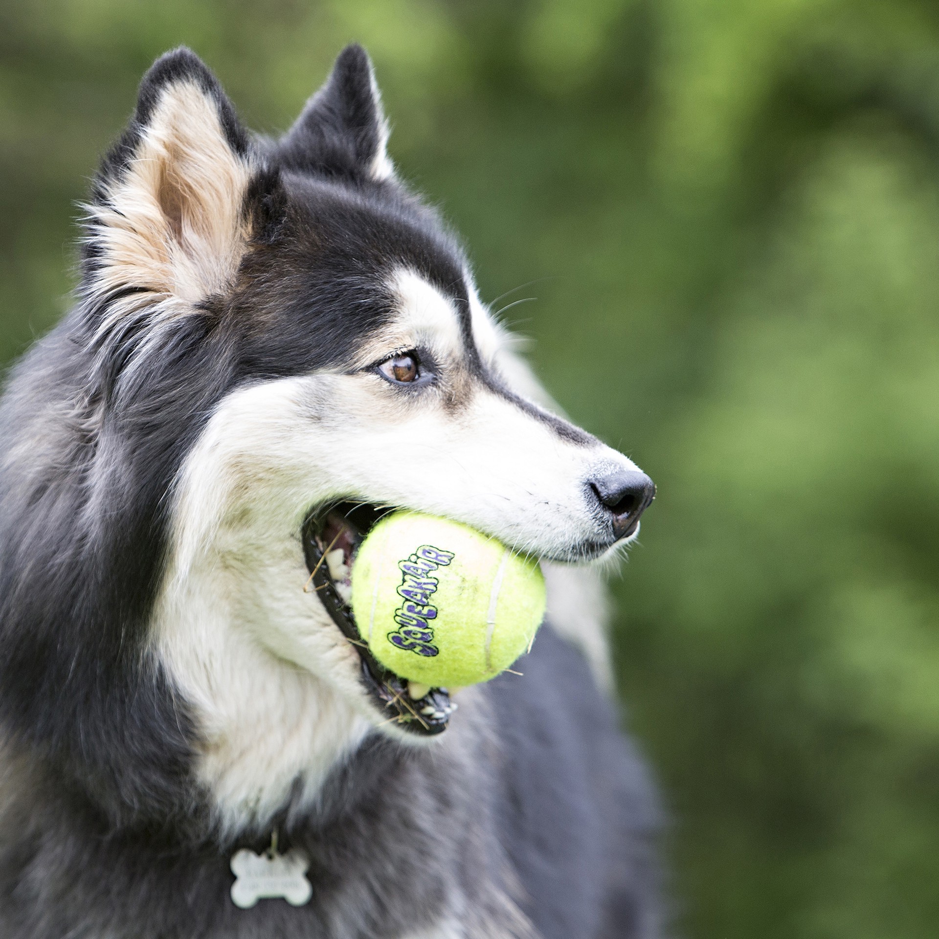 slide 2 of 4, KONG Squeakair Tennis Ball, 1 ct