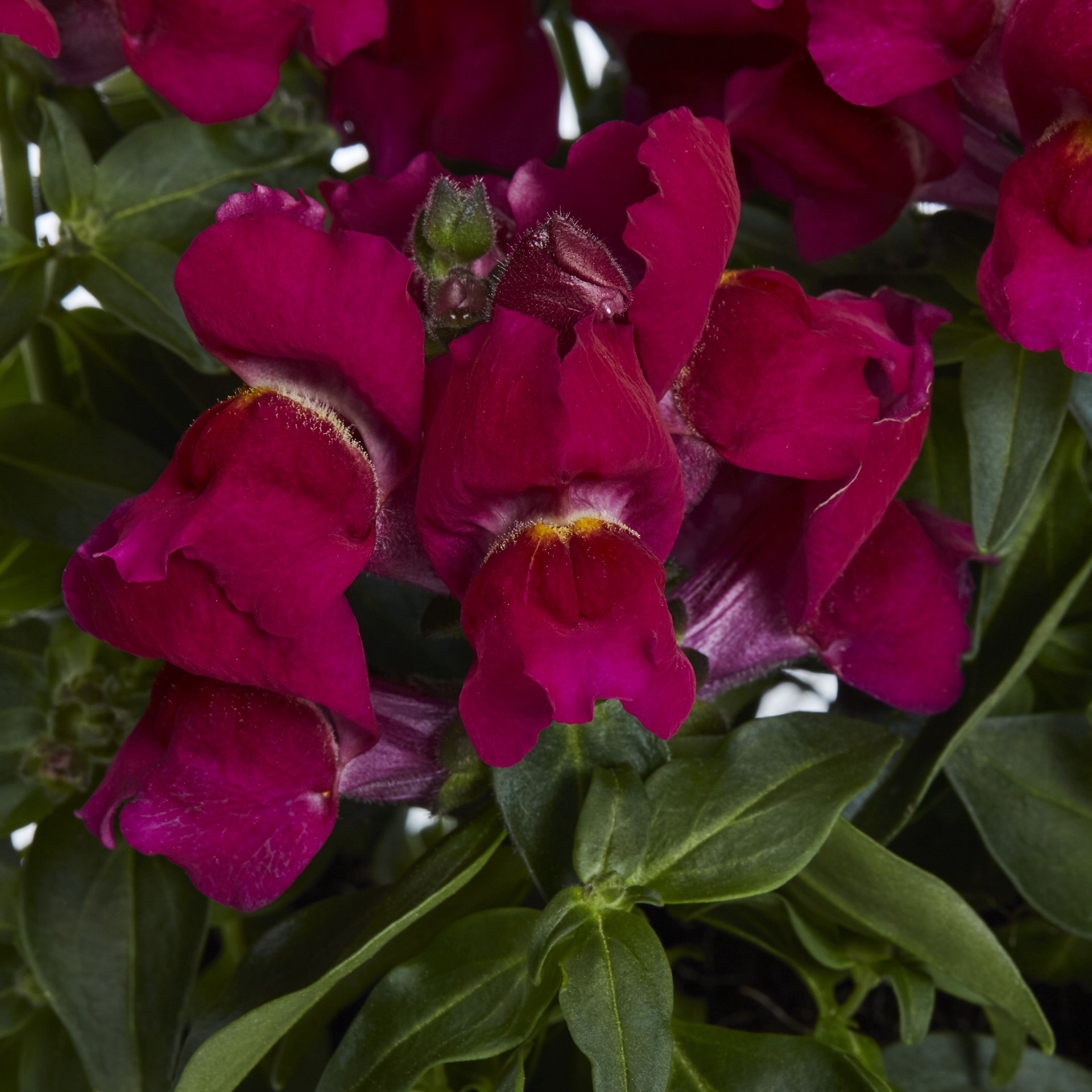 slide 3 of 6, Lowe's Multicolor Snapdragon in 6 -Pack Tray, 1 ct