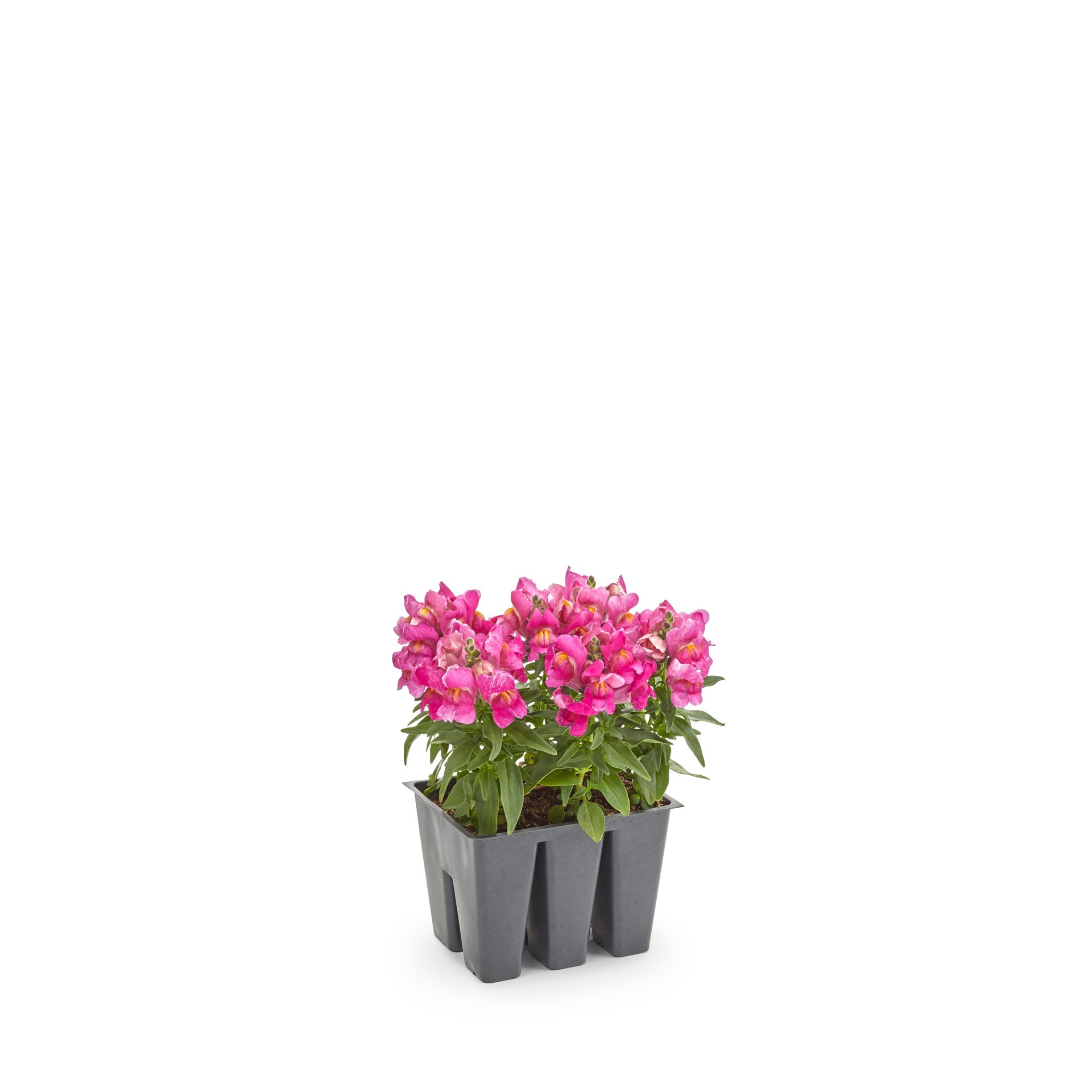 slide 2 of 6, Lowe's Multicolor Snapdragon in 6 -Pack Tray, 1 ct
