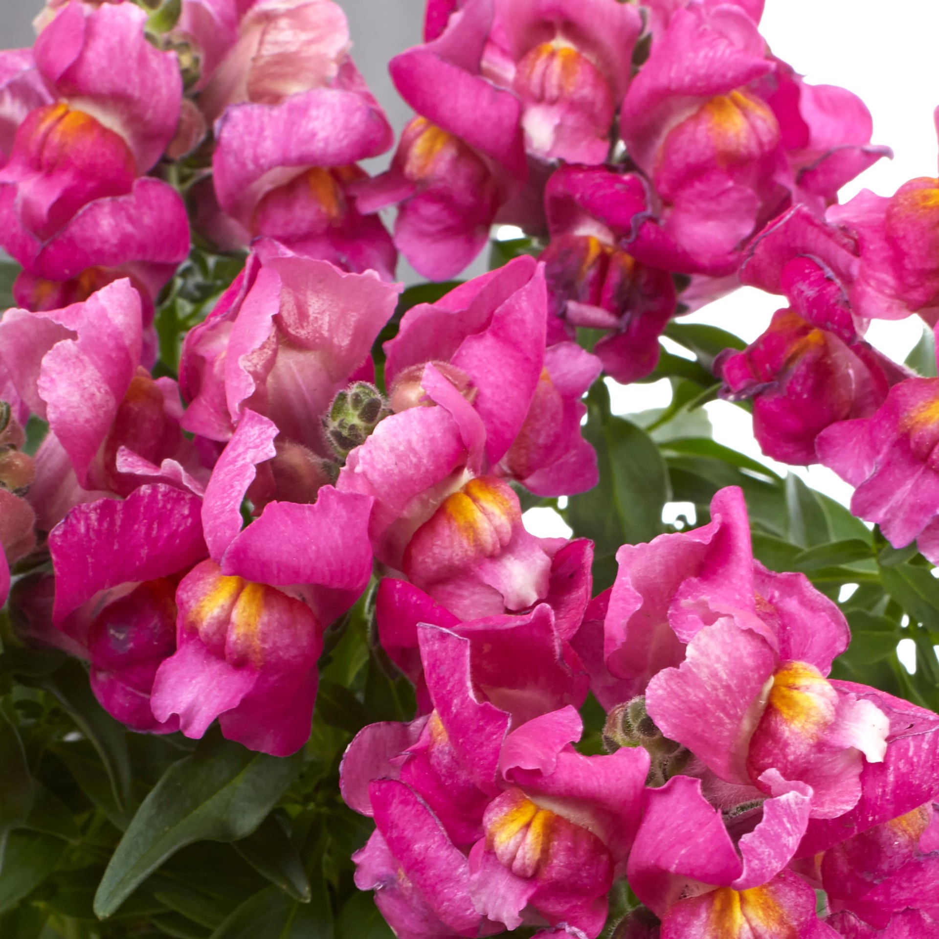 slide 5 of 6, Lowe's Multicolor Snapdragon in 6 -Pack Tray, 1 ct