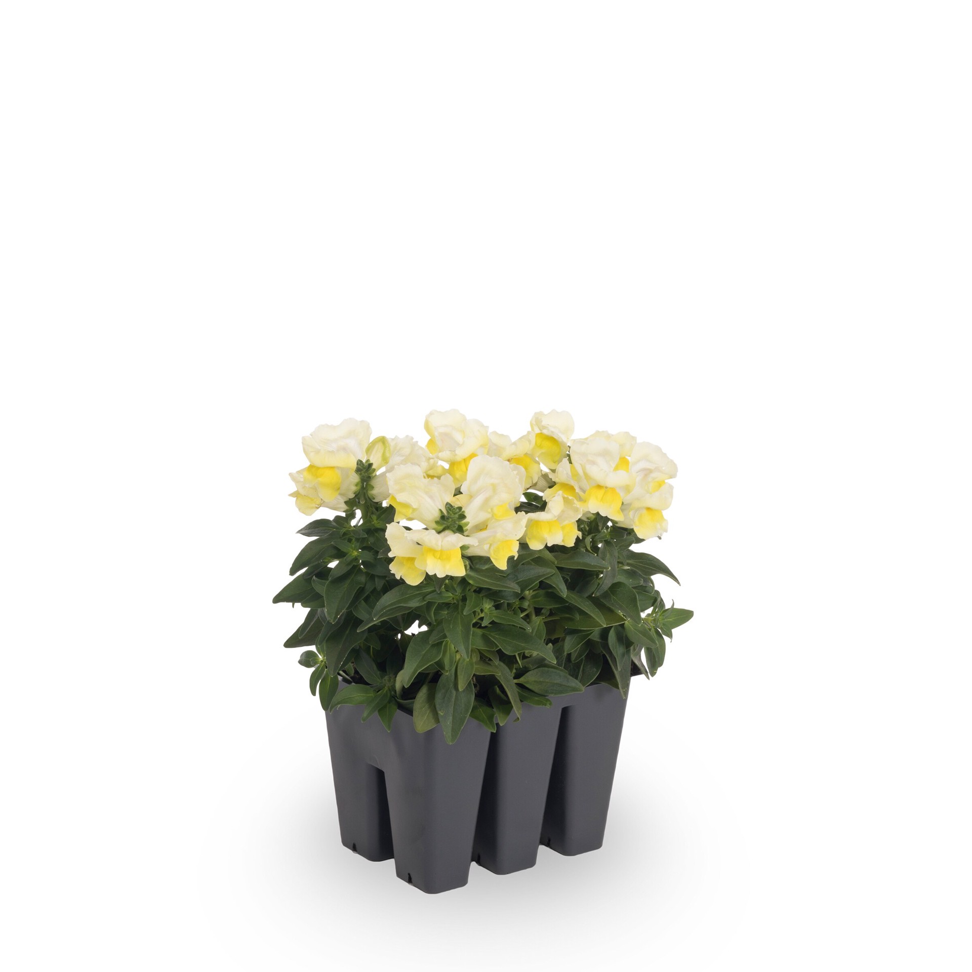 slide 4 of 6, Lowe's Multicolor Snapdragon in 6 -Pack Tray, 1 ct