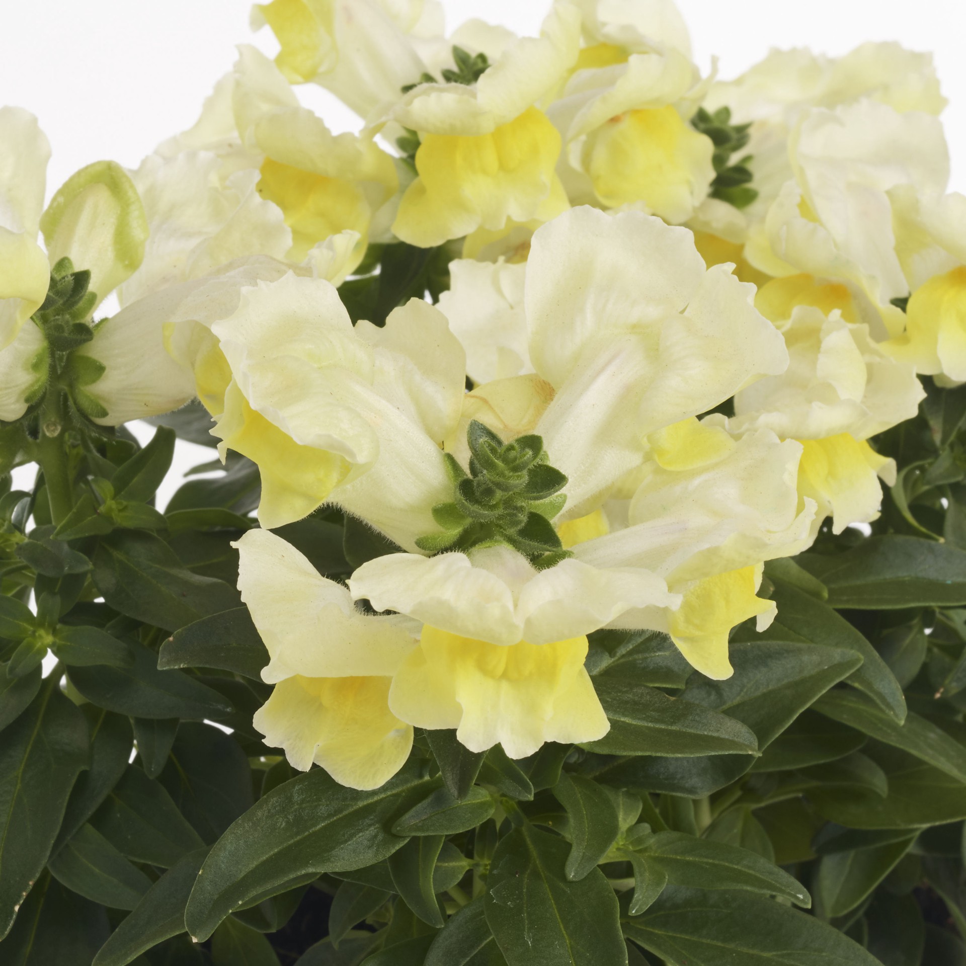 slide 6 of 6, Lowe's Multicolor Snapdragon in 6 -Pack Tray, 1 ct