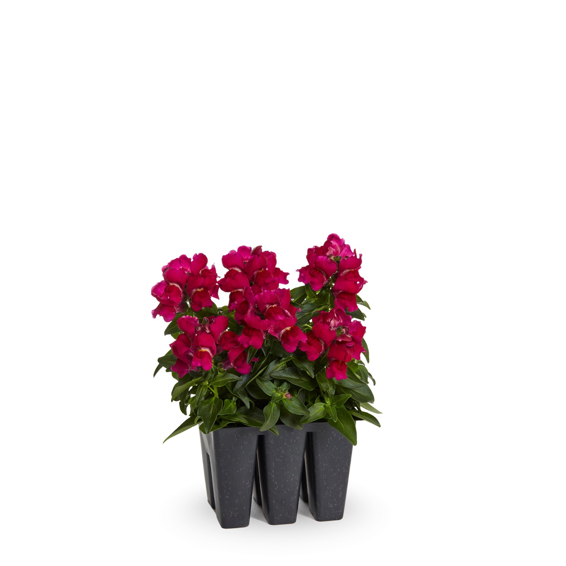 slide 1 of 6, Lowe's Multicolor Snapdragon in 6 -Pack Tray, 1 ct