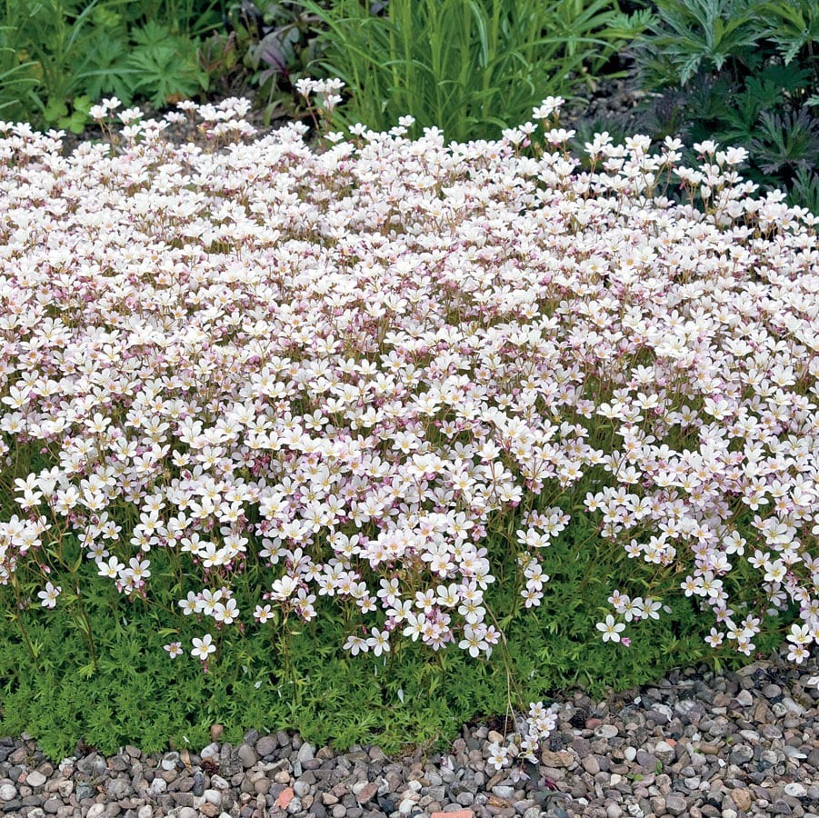 slide 2 of 5, Lowe's Multicolor Rockfoil Plant in 1.5 -Pint Pot, 1 ct