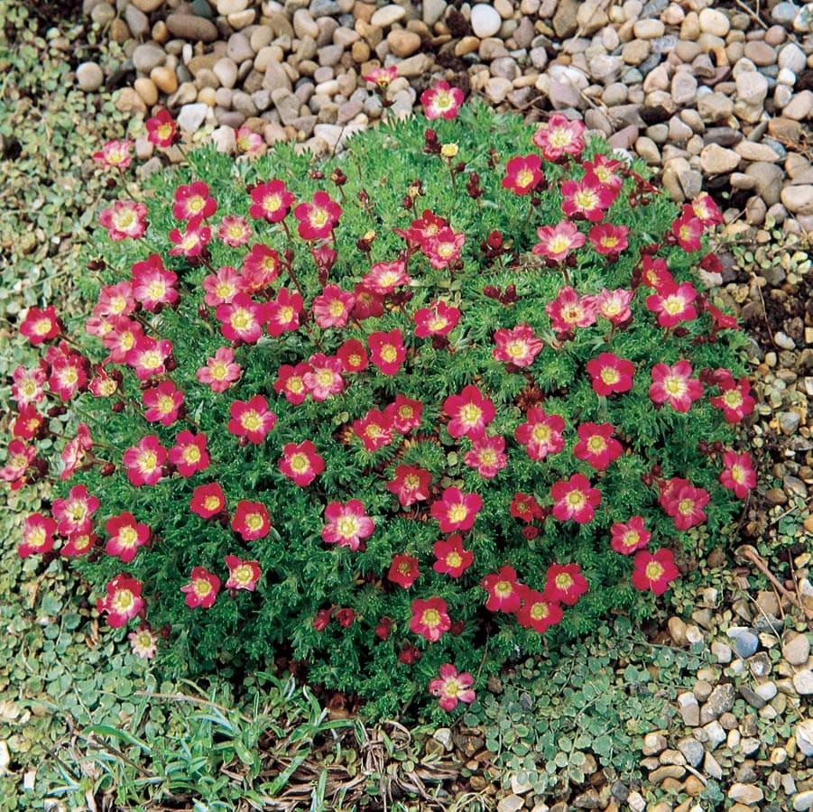 slide 3 of 5, Lowe's Multicolor Rockfoil Plant in 1.5 -Pint Pot, 1 ct