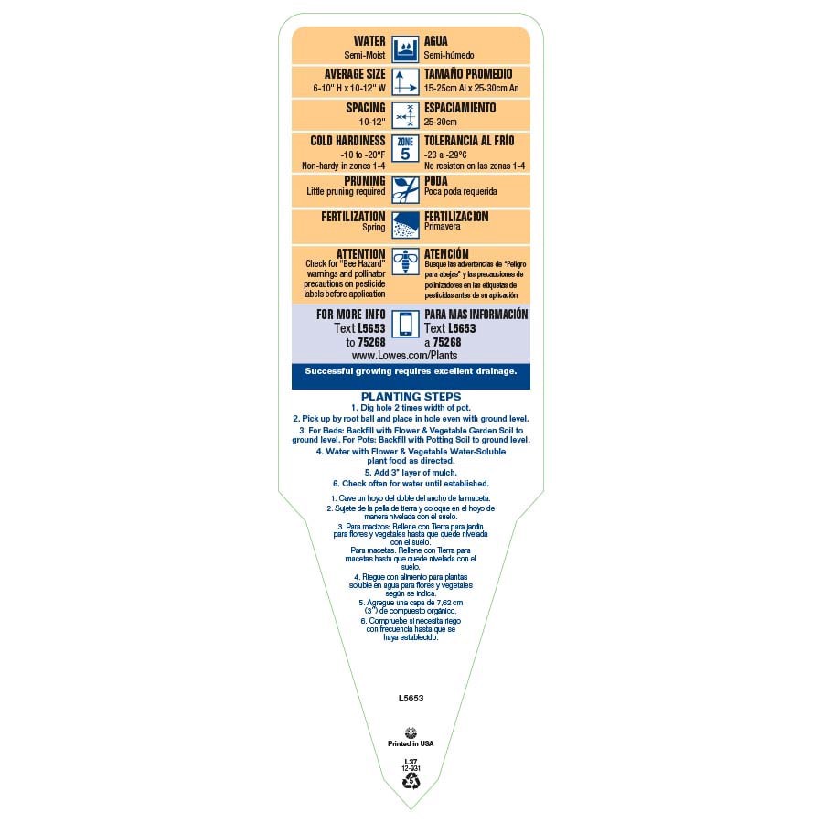 slide 4 of 5, Lowe's Multicolor Rockfoil Plant in 1.5 -Pint Pot, 1 ct