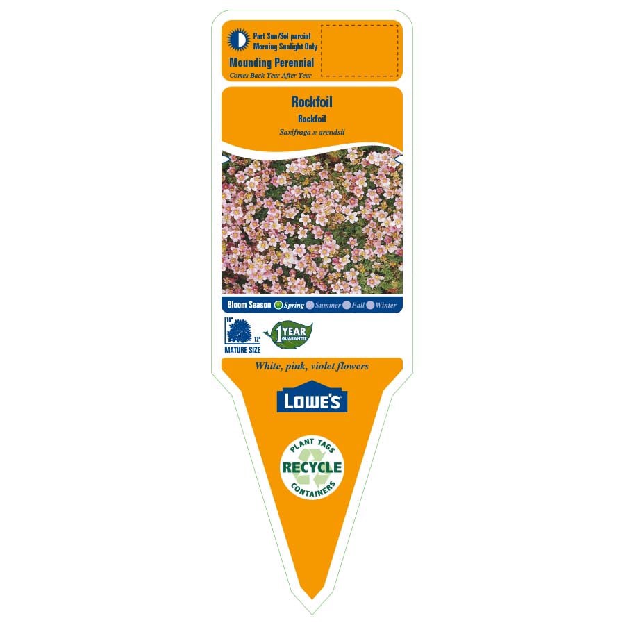 slide 5 of 5, Lowe's Multicolor Rockfoil Plant in 1.5 -Pint Pot, 1 ct