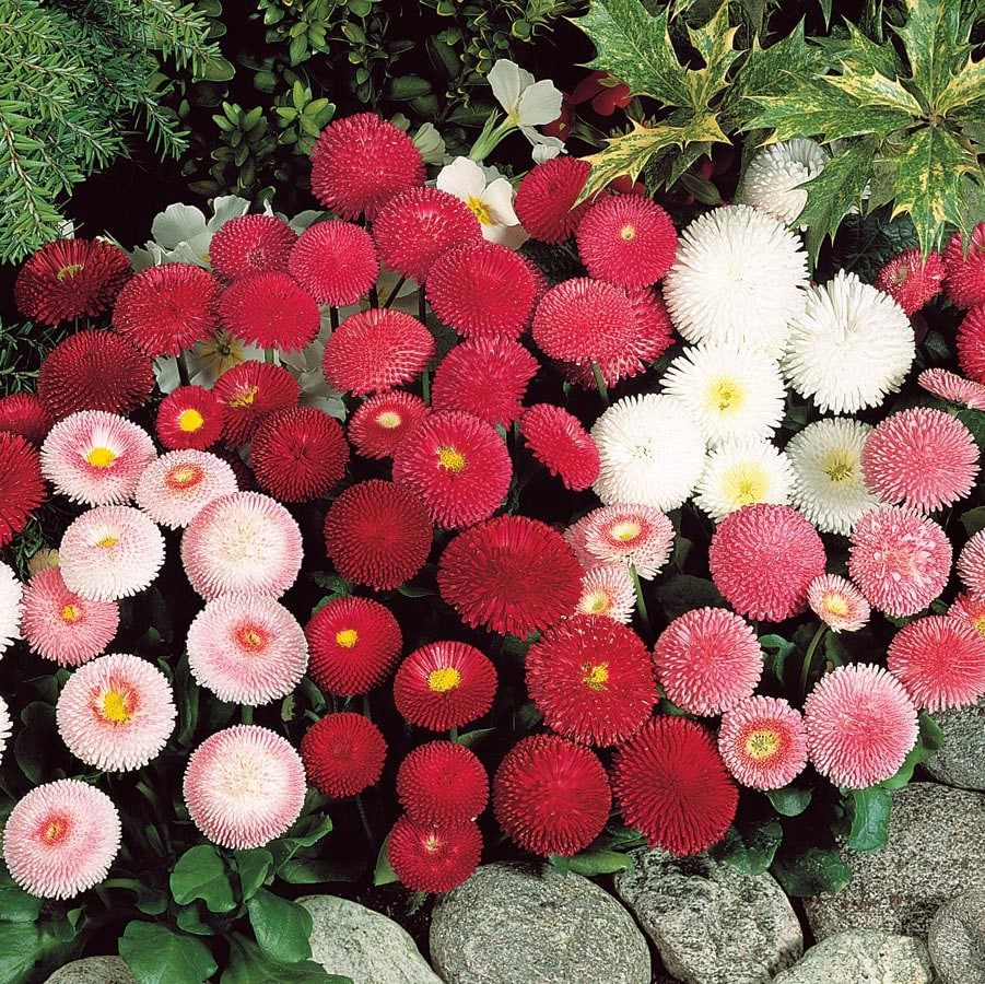 slide 2 of 5, Lowe's Multicolor English Daisy Plant in 1.5 -Pint Pot 1.0 -Pack, 1 ct