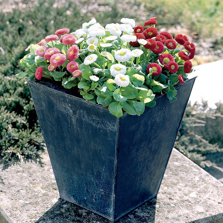 slide 3 of 5, Lowe's Multicolor English Daisy Plant in 1.5 -Pint Pot 1.0 -Pack, 1 ct