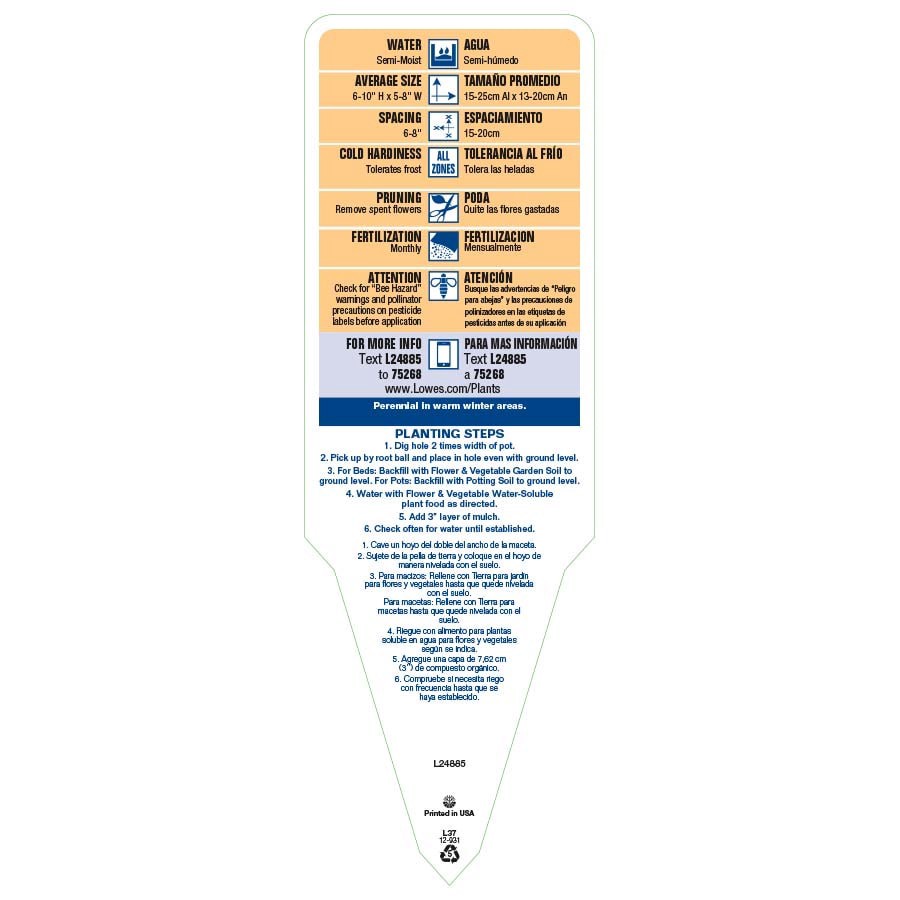 slide 4 of 5, Lowe's Multicolor English Daisy Plant in 1.5 -Pint Pot 1.0 -Pack, 1 ct
