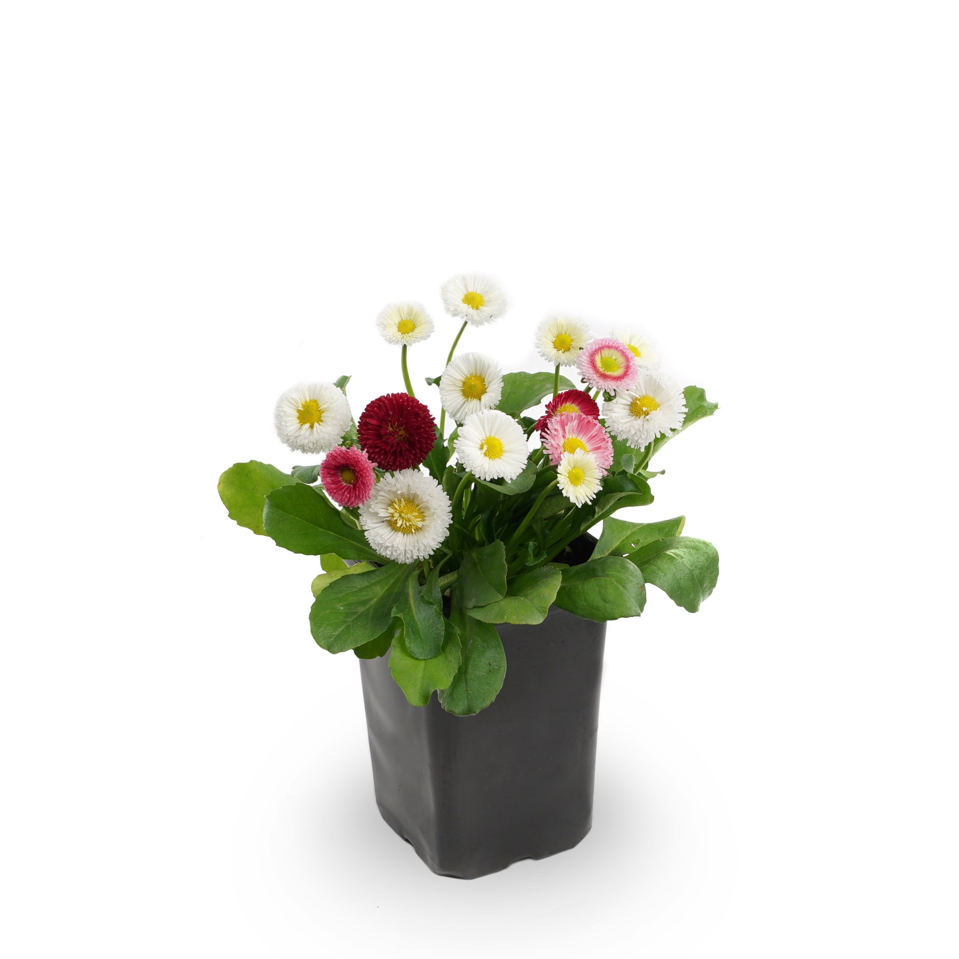 slide 1 of 5, Lowe's Multicolor English Daisy Plant in 1.5 -Pint Pot 1.0 -Pack, 1 ct