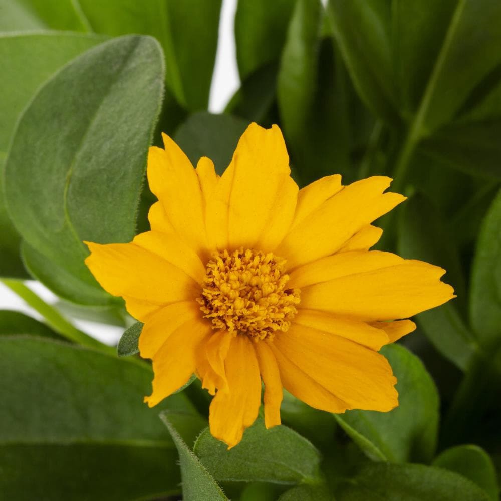 slide 2 of 6, Lowe's Yellow Coreopsis Plant in 1-Quart Pot, 1 ct