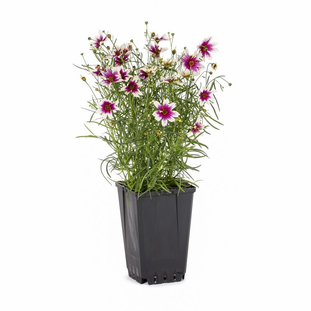 slide 3 of 6, Lowe's Yellow Coreopsis Plant in 1-Quart Pot, 1 ct