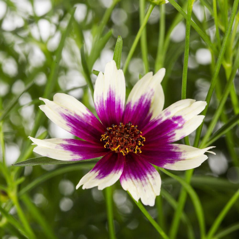 slide 4 of 6, Lowe's Yellow Coreopsis Plant in 1-Quart Pot, 1 ct