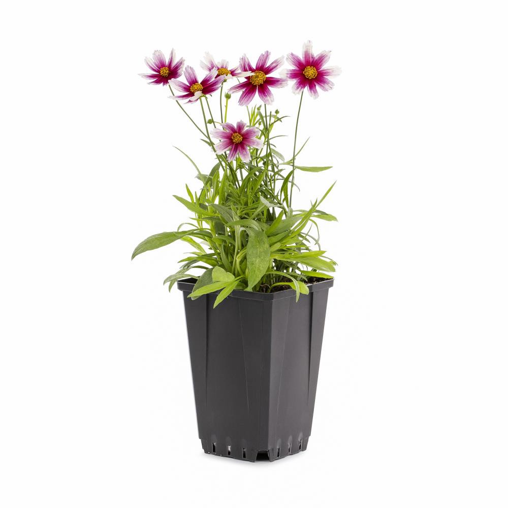slide 5 of 6, Lowe's Yellow Coreopsis Plant in 1-Quart Pot, 1 ct