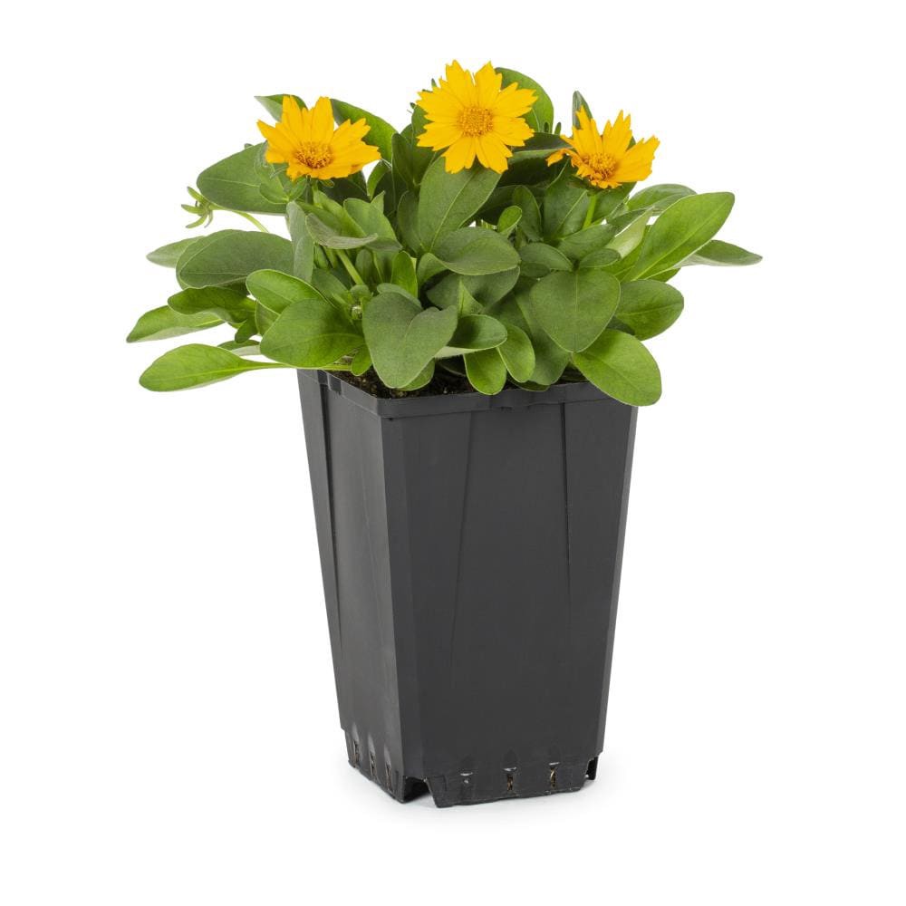slide 1 of 6, Lowe's Yellow Coreopsis Plant in 1-Quart Pot, 1 ct