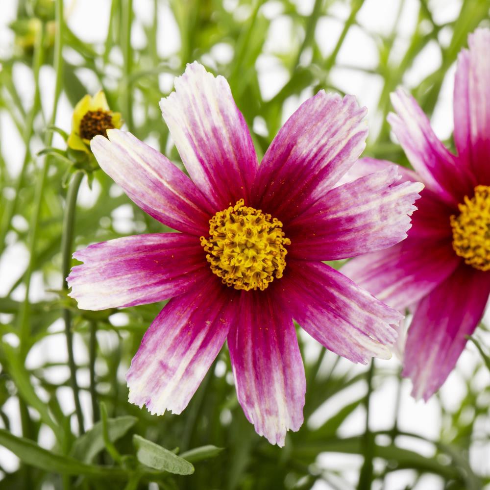 slide 6 of 6, Lowe's Yellow Coreopsis Plant in 1-Quart Pot, 1 ct
