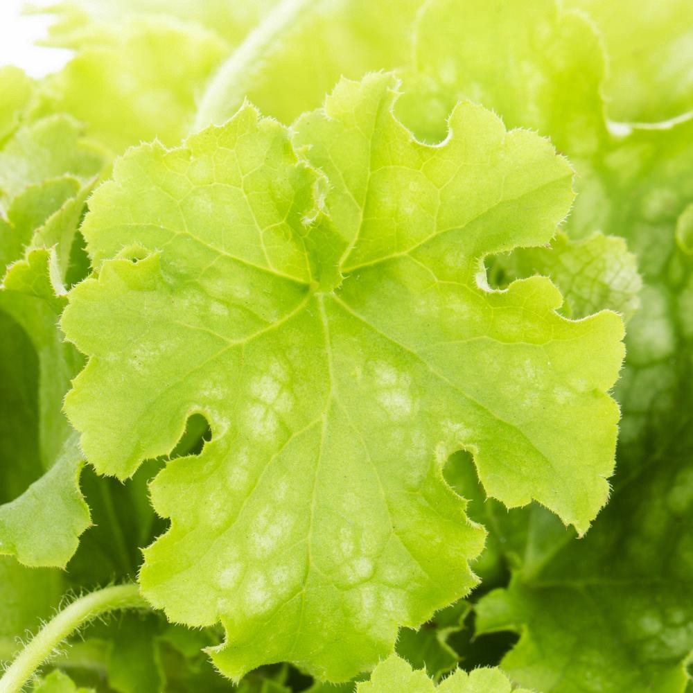 slide 2 of 6, Lowe's White Coral Bells Plant in 1.5 -Pint Pot 1.0 -Pack, 1 ct