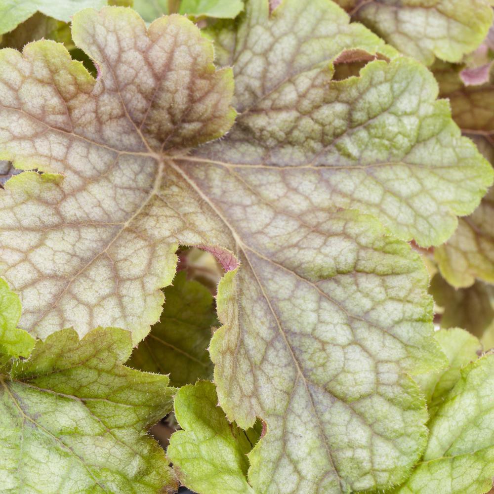 slide 4 of 6, Lowe's White Coral Bells Plant in 1.5 -Pint Pot 1.0 -Pack, 1 ct