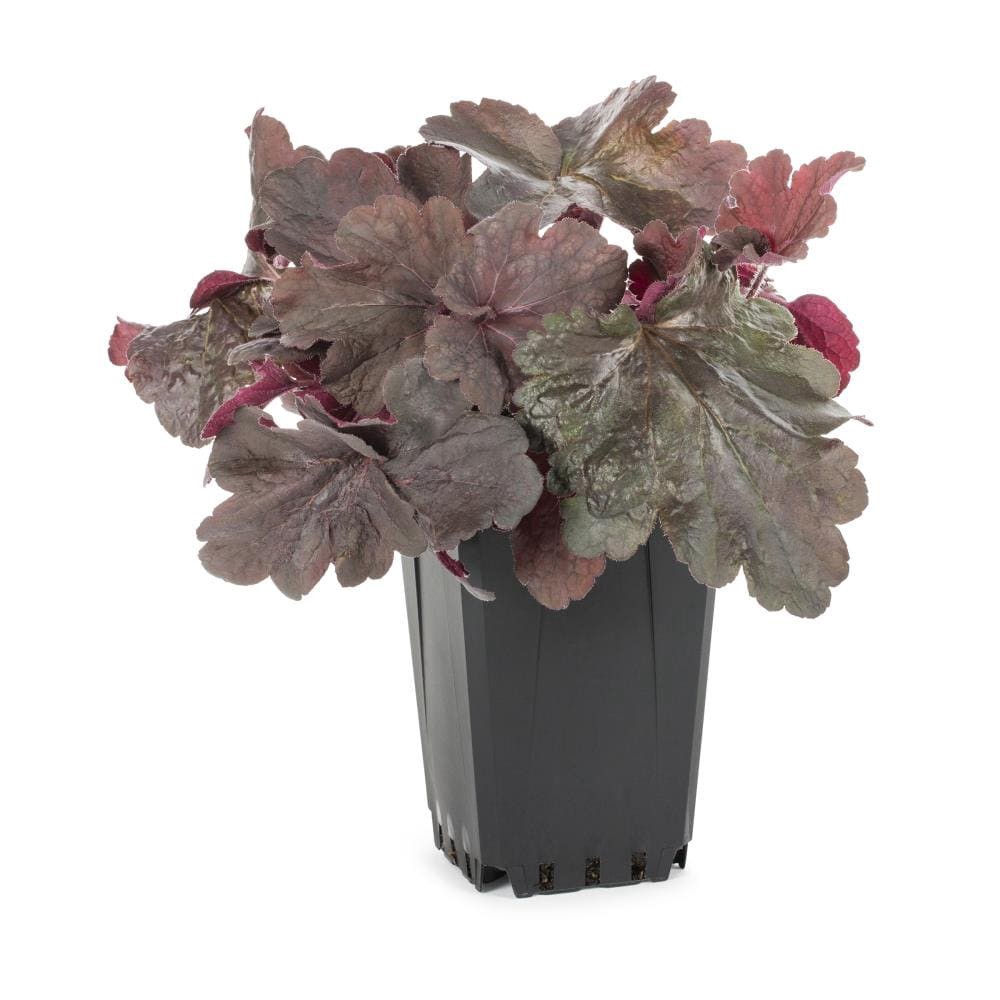 slide 5 of 6, Lowe's White Coral Bells Plant in 1.5 -Pint Pot 1.0 -Pack, 1 ct