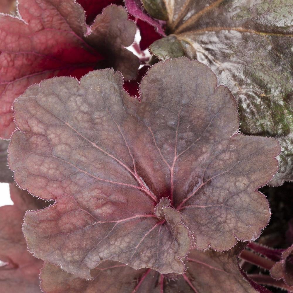 slide 6 of 6, Lowe's White Coral Bells Plant in 1.5 -Pint Pot 1.0 -Pack, 1 ct