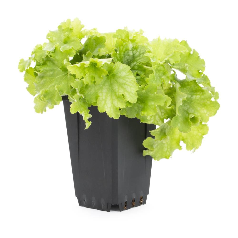 slide 1 of 6, Lowe's White Coral Bells Plant in 1.5 -Pint Pot 1.0 -Pack, 1 ct