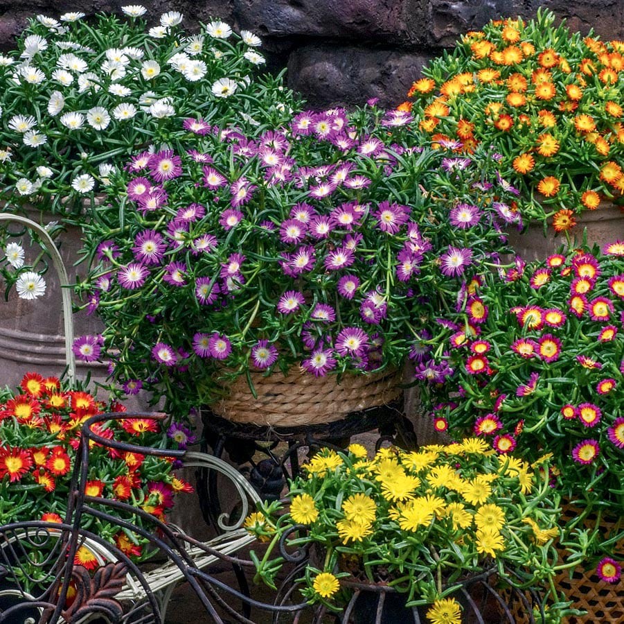 slide 2 of 5, Lowe's Multicolor Ice Plant Plant in 1.5 -Pint Pot, 1 ct